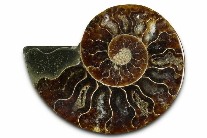 Cut & Polished Ammonite Fossil (Half) - Madagascar #377599